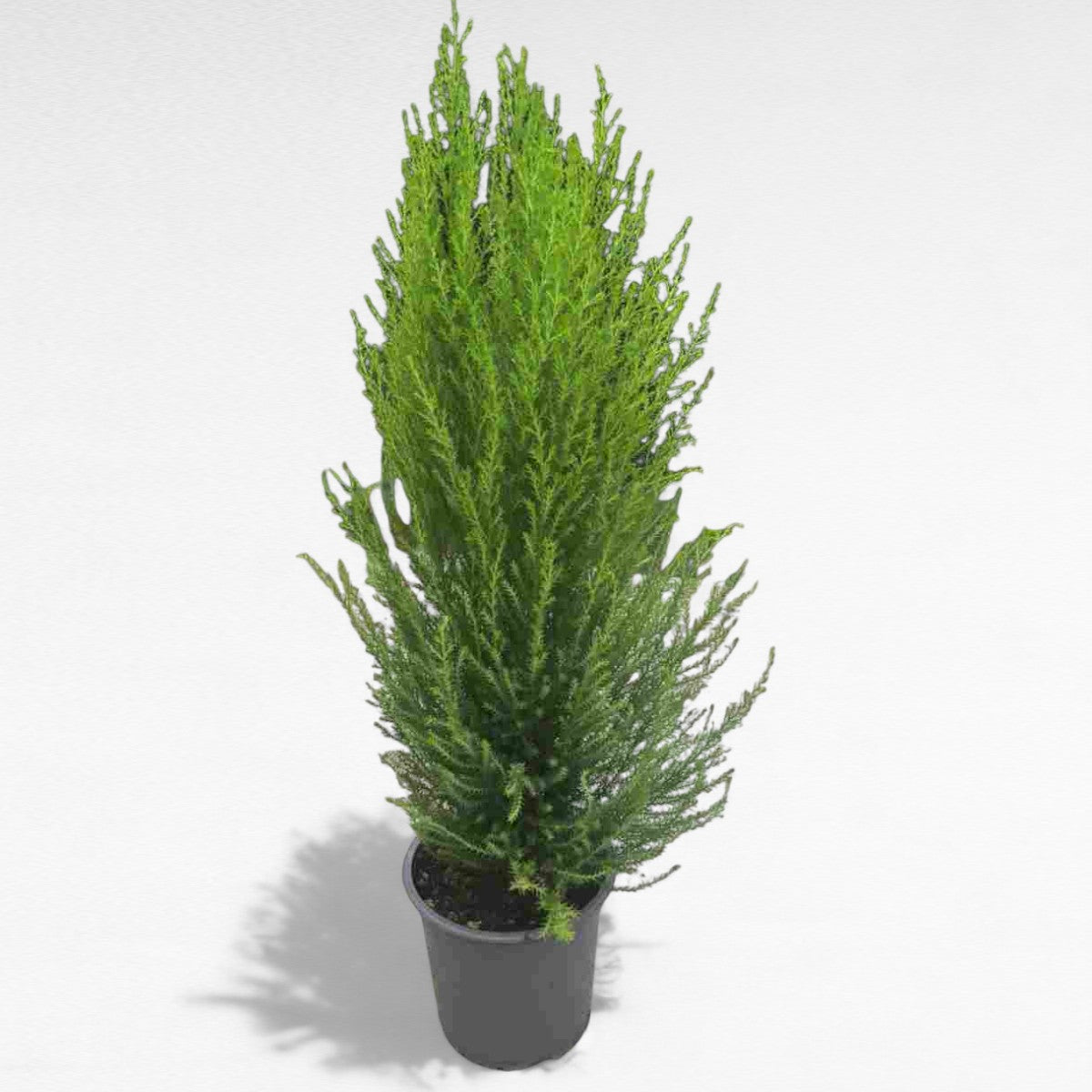 Cupressus Gold Crest |  P.14cm H.60 cm