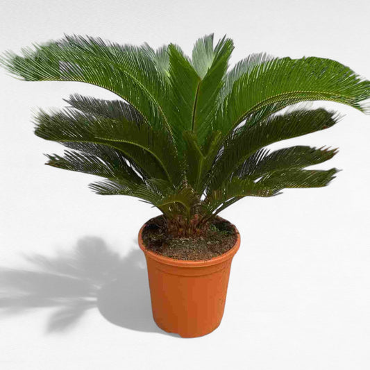 Cyca Revoluta |  P.35cm H.90 cm