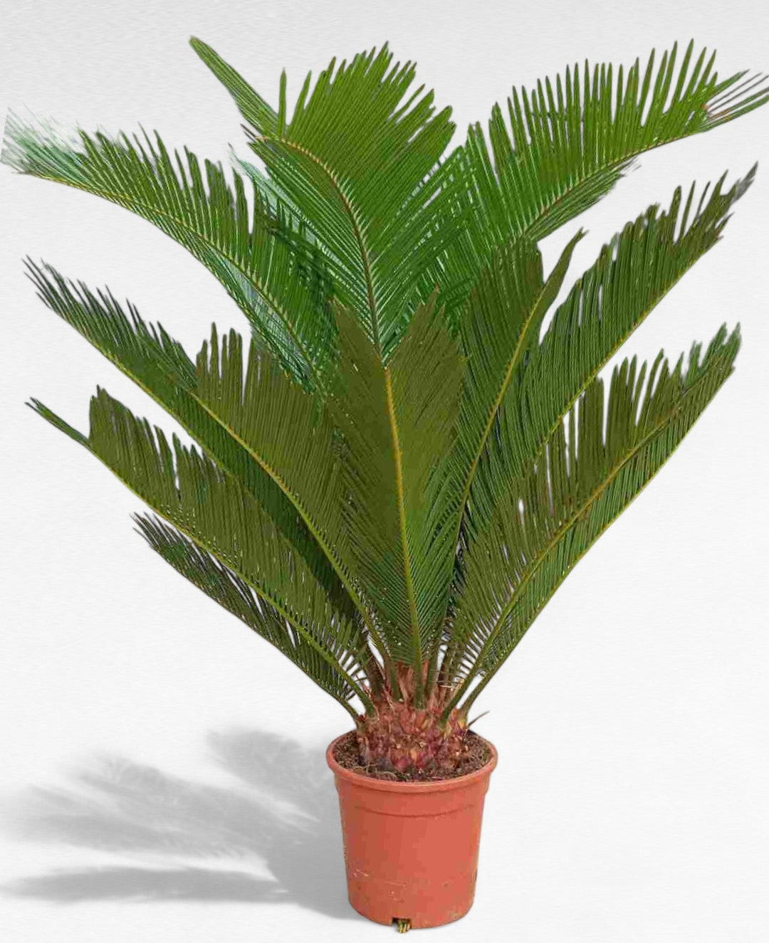 Cyca Revoluta 55-65 Cm |  P.17cm H.60 cm