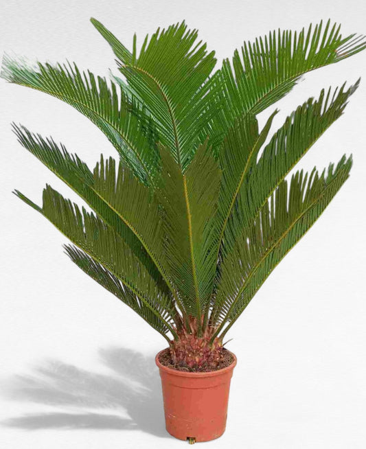 Cyca Revoluta 55-65 Cm |  P.17cm H.60 cm