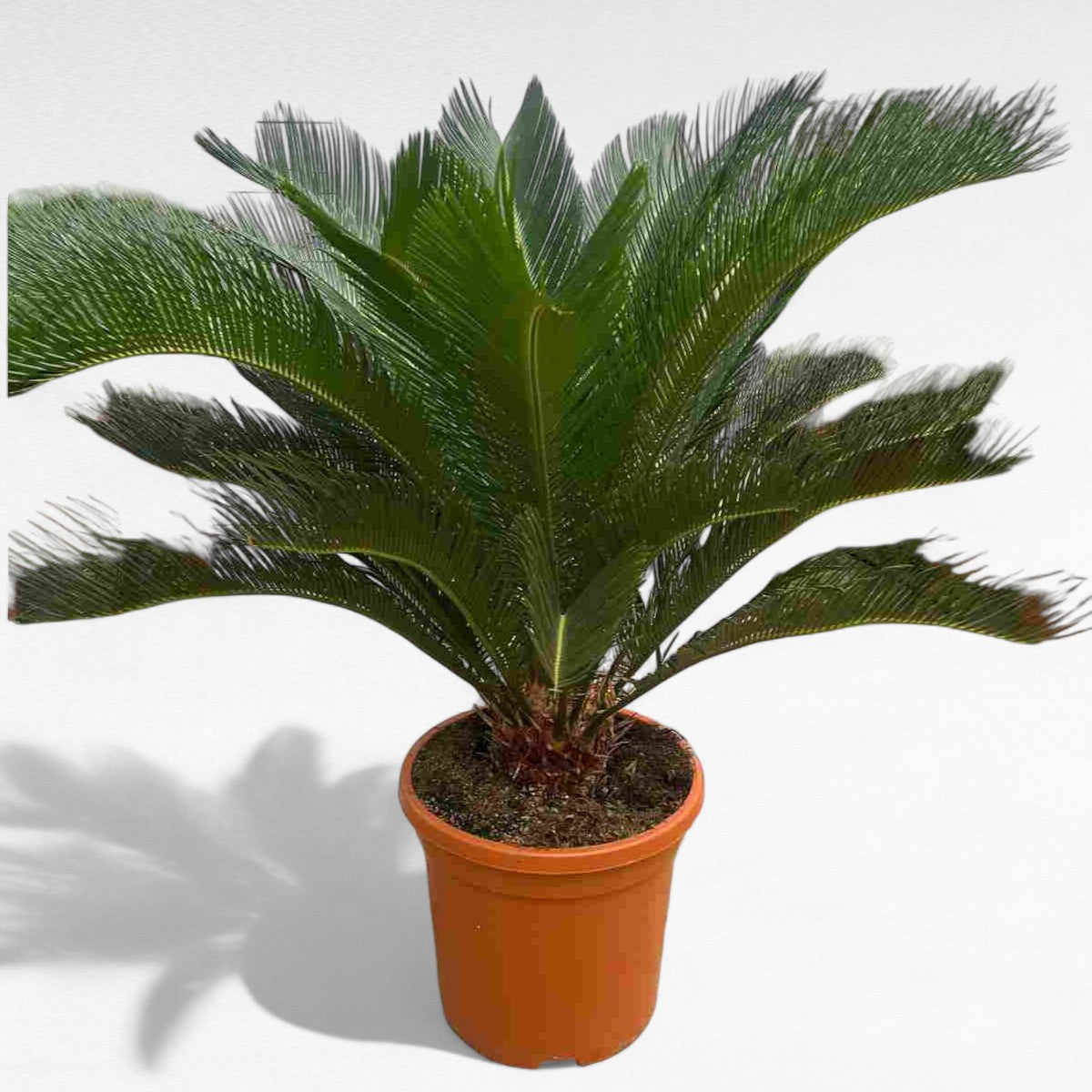 Cyca Revoluta |  P.40cm H.110 cm