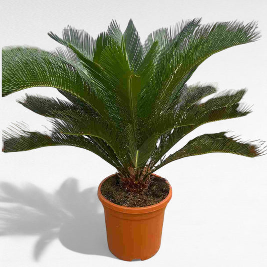 Cyca Revoluta |  P.40cm H.110 cm