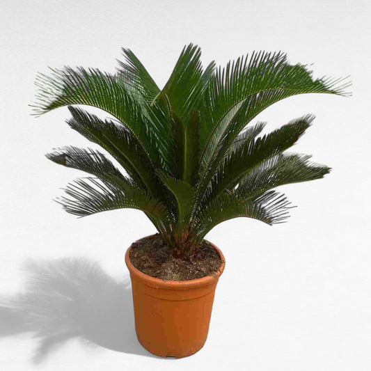 Cyca Revoluta |  P.30cm H.80 cm