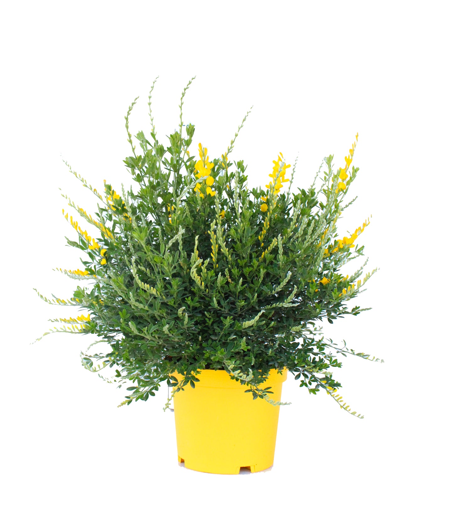 Cytisus Maderensis Bush |  P.17cm H.38 cm