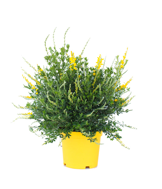 Cytisus Maderensis Bush |  P.17cm H.38 cm