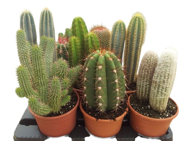 Cactus Mix 17 cm |  P.17cm -  H.25m