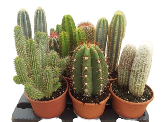 Cactus Mix 17 cm |  P.17cm -  H.25m