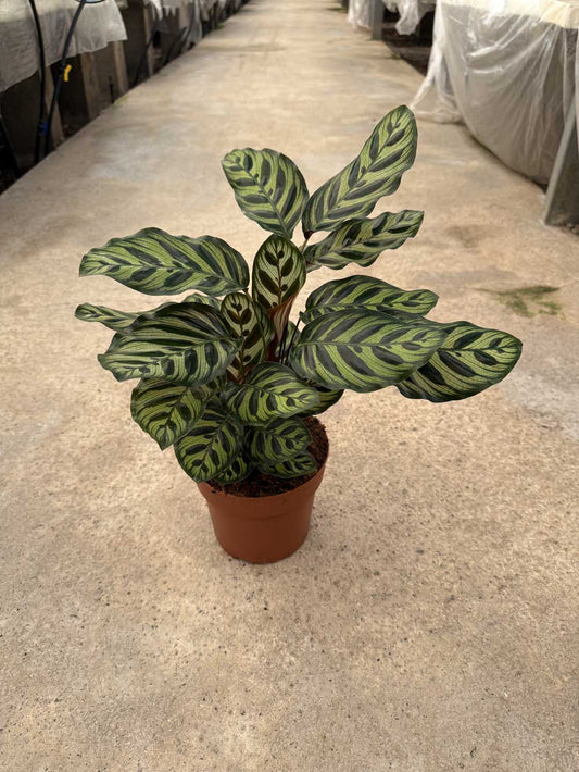 Calathea Makoyana |  P.17cm H.40 cm