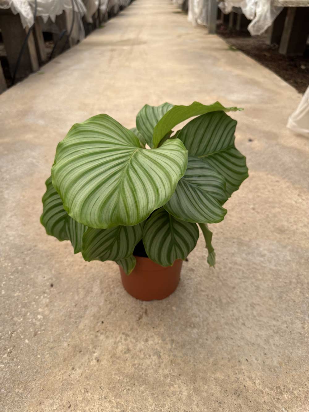 Calathea Orbifolia |  P.17cm H.40 cm