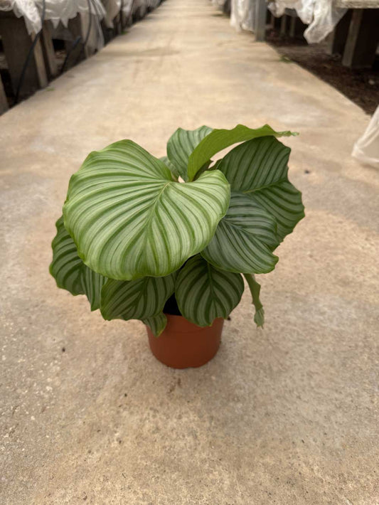 Calathea Orbifolia |  P.17cm H.40 cm