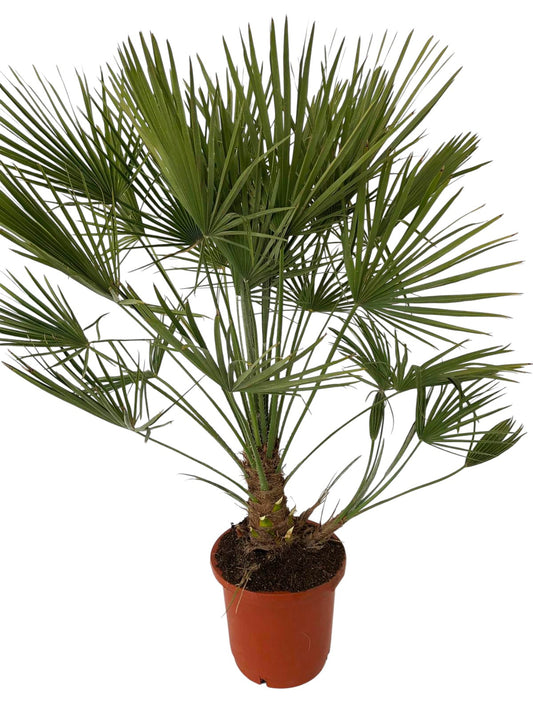 Chamaerops Humillis extra |  P.30cm -  H.140/160