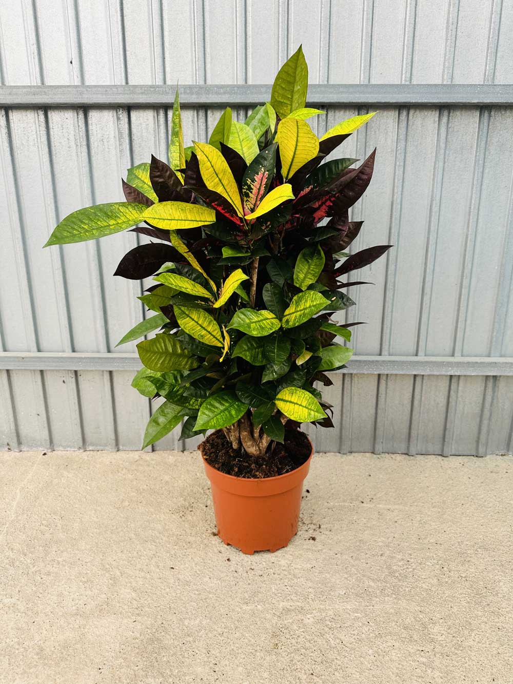 Codiaeum Iceton Branched |  P.22cm -  H.100 cm