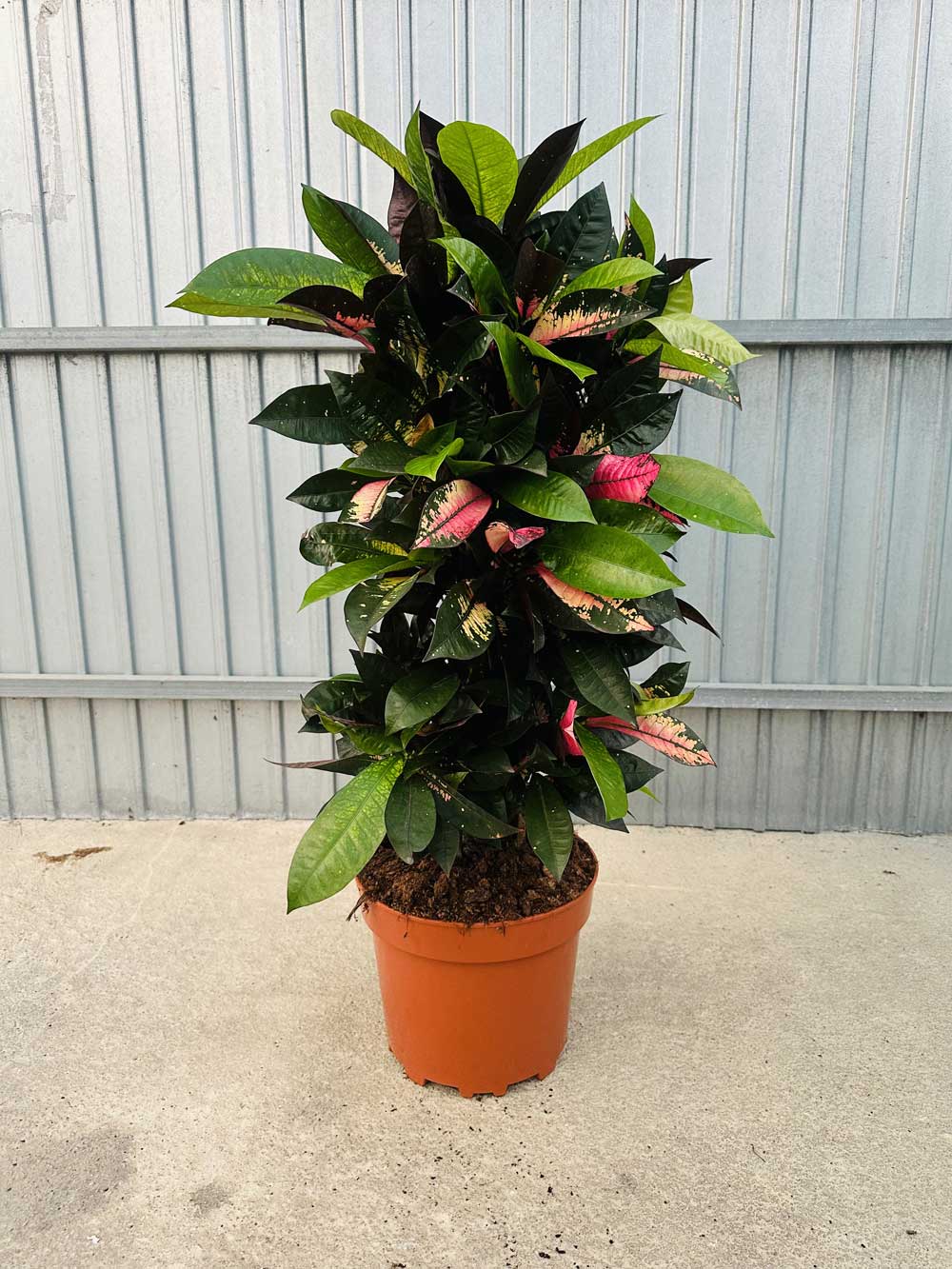 Codiaeum Iceton Branched |  P.27cm -  H.130 cm