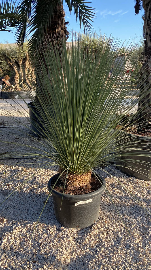 Dasilirium longisimum 60l  |  P.50cm H.140