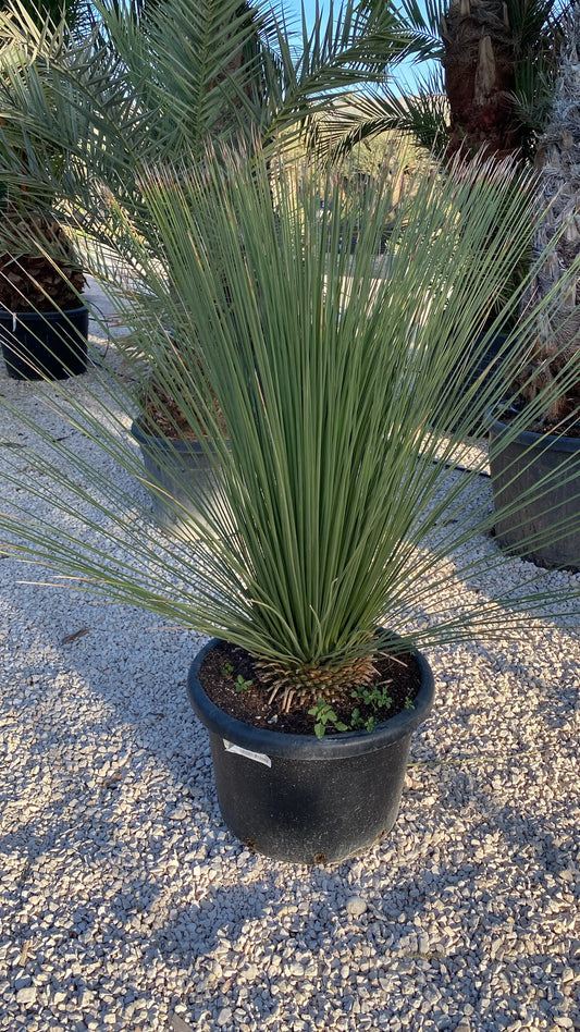 Dasilirium longisimum 60l  |  P.50cm H.135
