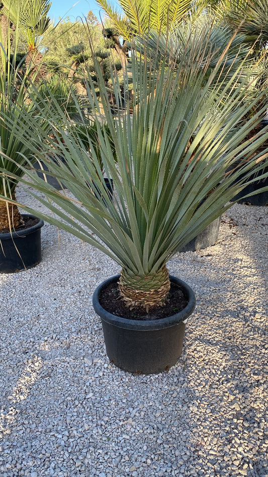Dasilirium wheeleri 60l  |  P.50cm H.140