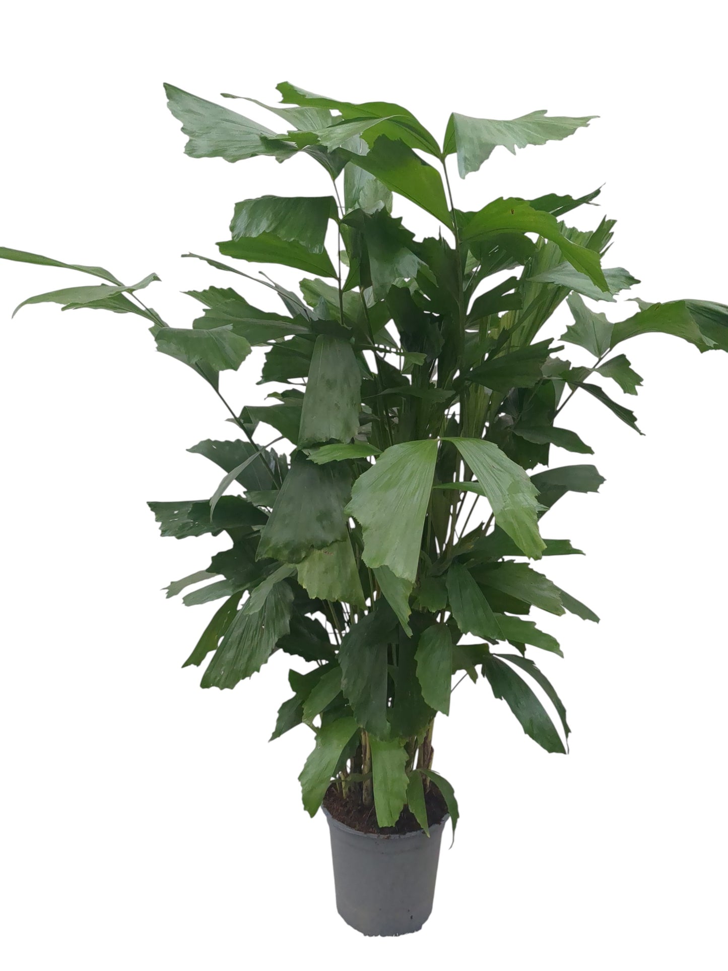 Caryota Mitis |  P.21cm -  H.130 cm