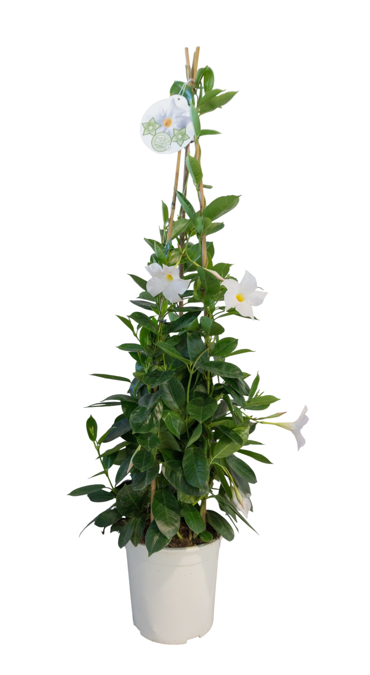 Dipladenia Piramide | Piramide Bicolor |  P.27cm -  H.115 cm