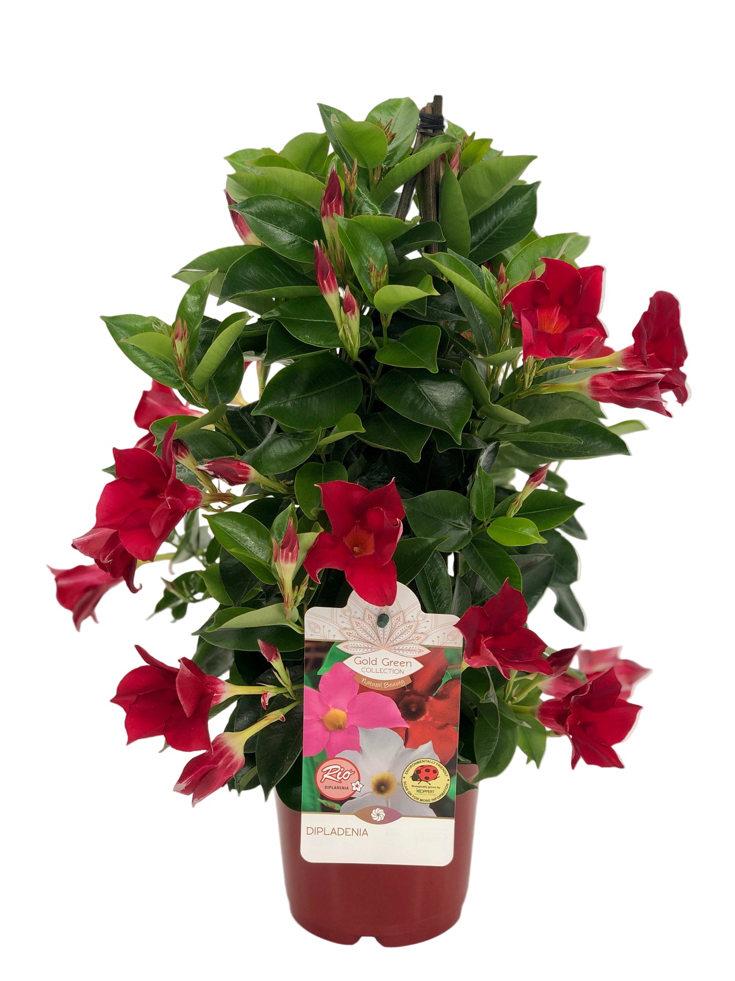 Dipladenia Piramide |  P.14cm -  H.50 cm