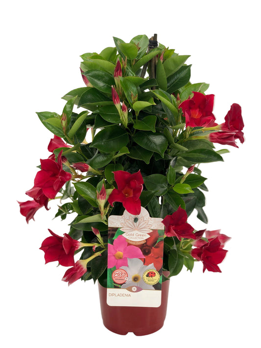 Dipladenia Piramide |  P.14cm -  H.50 cm