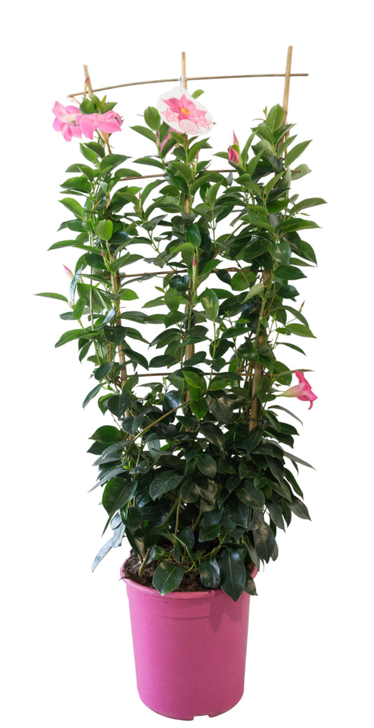 Dipladenia Rekje | Rekje Bicolor |  P.27cm -  H.115 cm