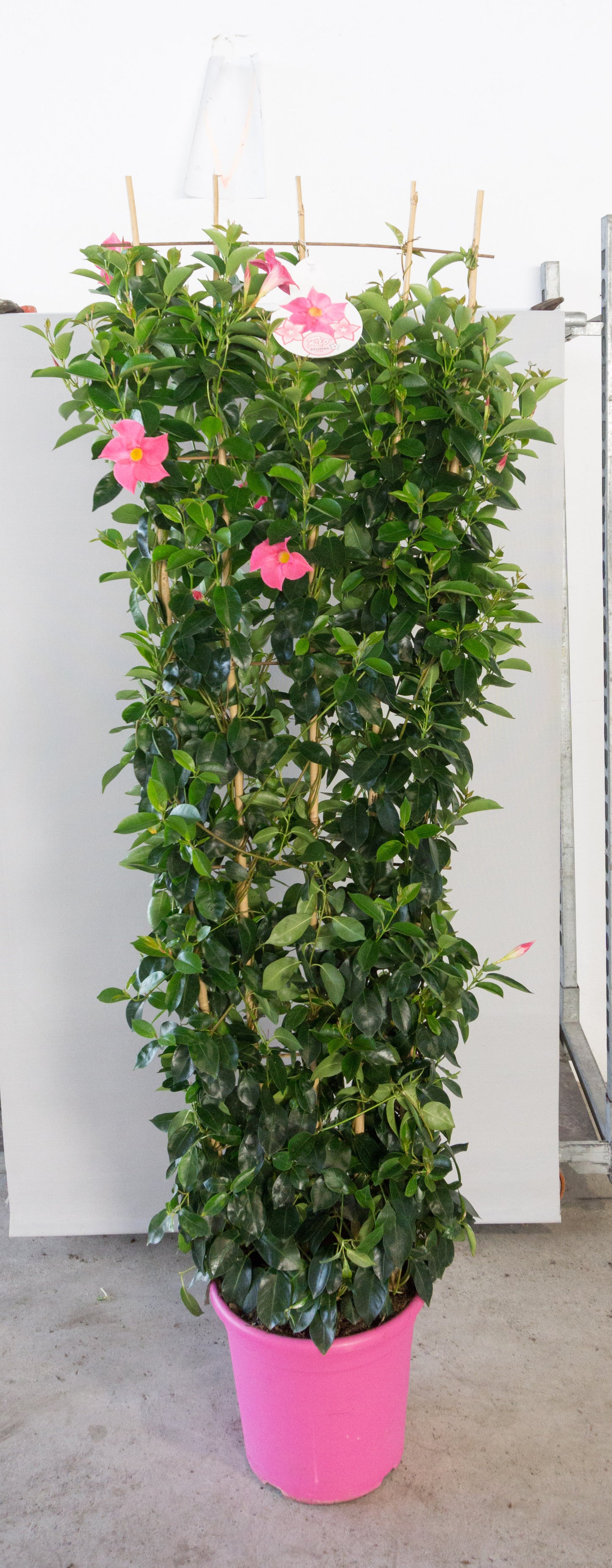 Dipladenia Rekje | Rekje Bicolor |  P.32cm -  H.210 cm