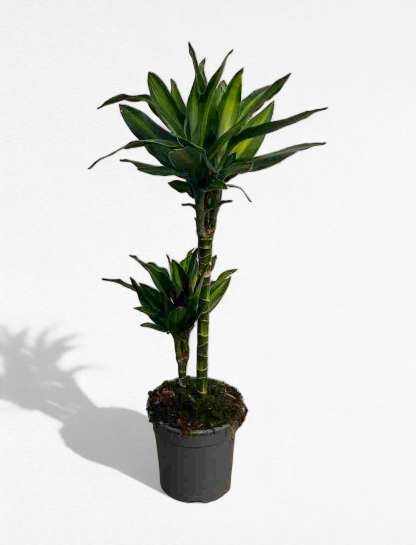 Dracaena Silindro stem 45.15 cm |  P.15cm H.60 cm
