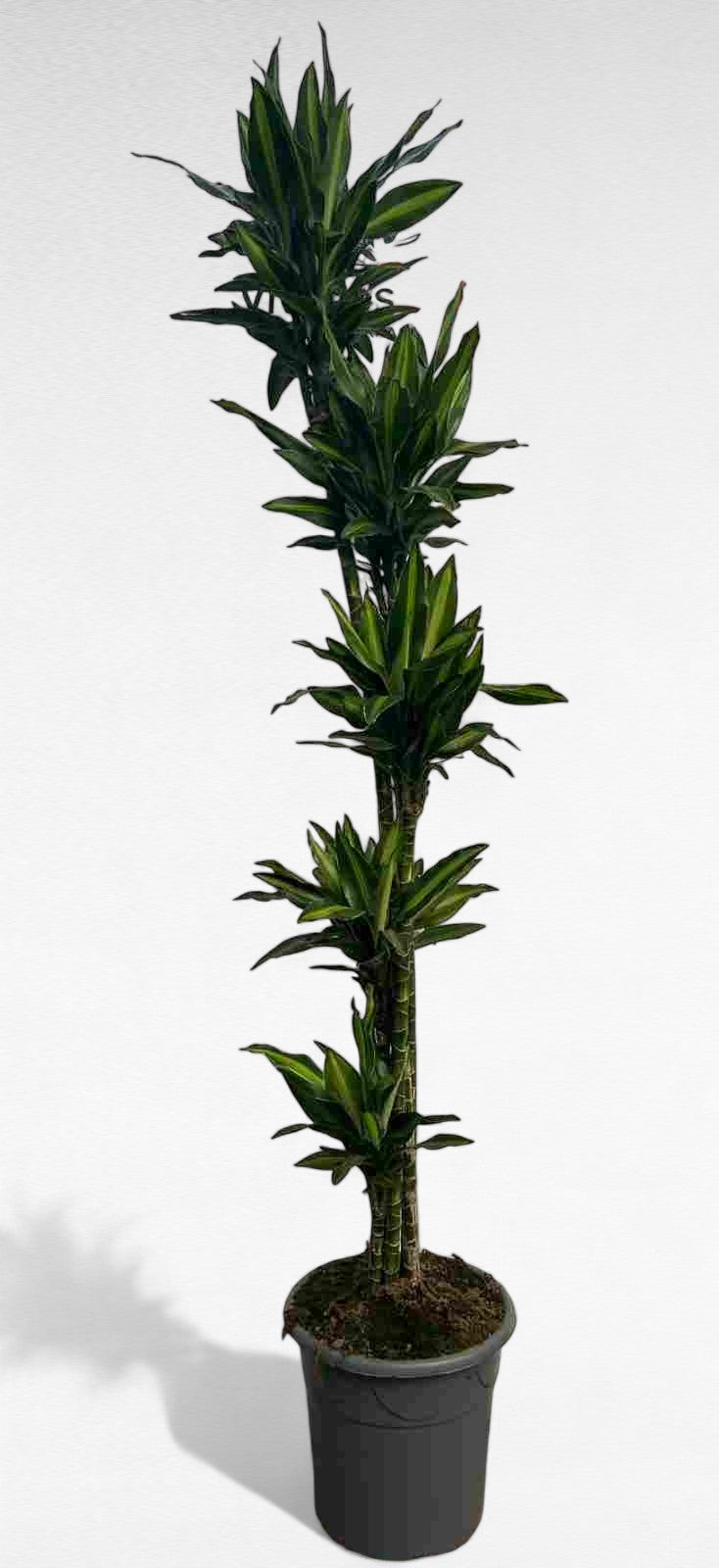 Dracaena Silindro stem 150.120.90.60.30 cm |  P.32cm H.170 cm