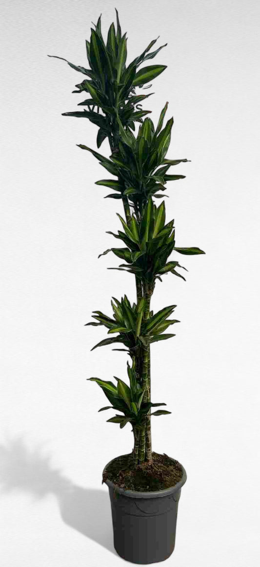 Dracaena Silindro stem 150.120.90.60.30 cm |  P.32cm H.170 cm
