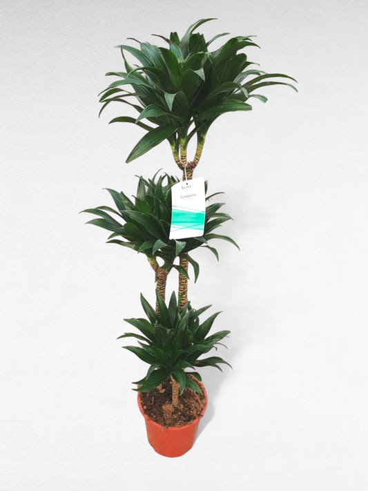 Dracaena Compacta |  P.22cm H.140 cm