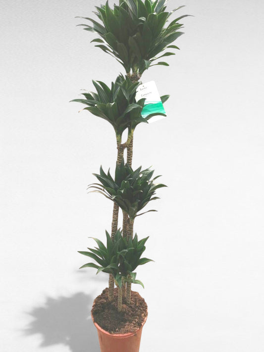 Dracaena Compacta |  P.25cm H.160 cm