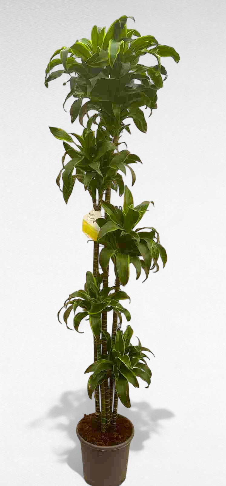 Dracaena Dorado |  P.30cm H.170 cm