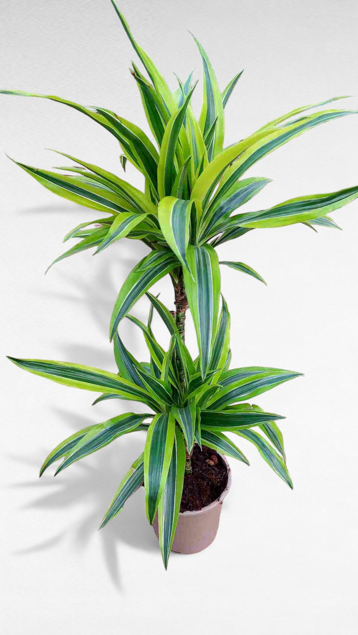 Dracaena Lemon Lime stem 45.15 cm |  P.17cm H.70 cm