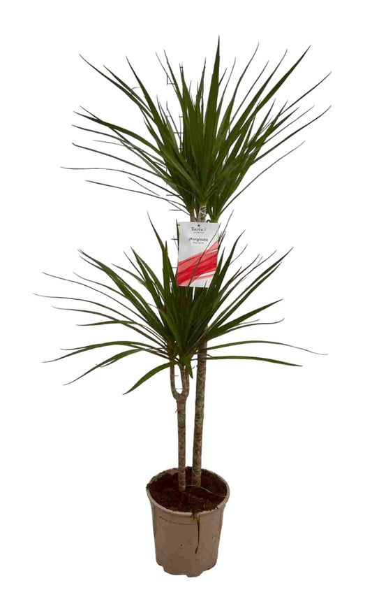 Dracaena Marginata | 60.30 |  P.20cm -  H.90 cm
