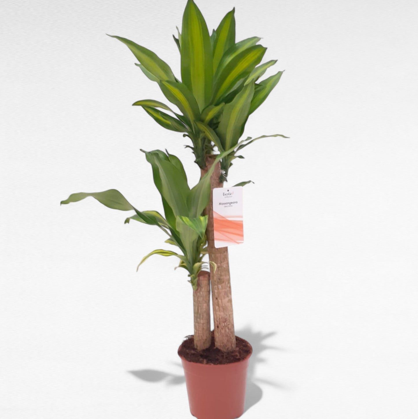 Dracaena Massangeana stem 60.30 cm |  P.17cm H.60 cm