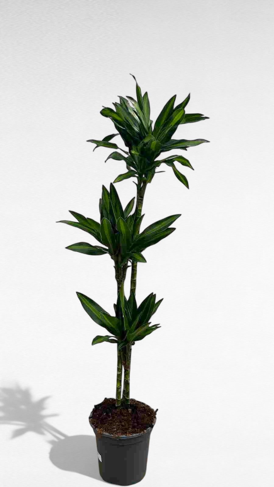 Dracaena Silindro stem 90.60.30 cm |  P.22cm H.110 cm
