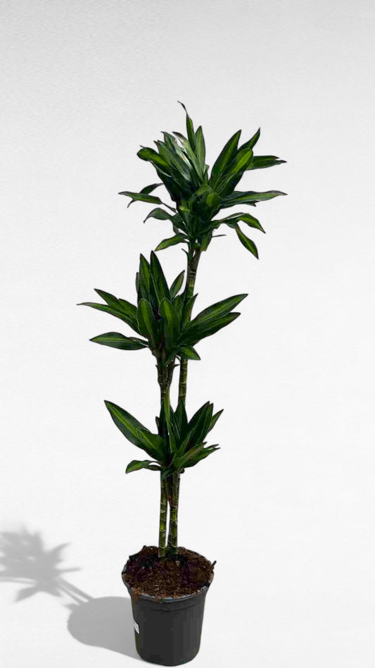 Dracaena Silindro stem 90.60.30 cm |  P.22cm H.110 cm