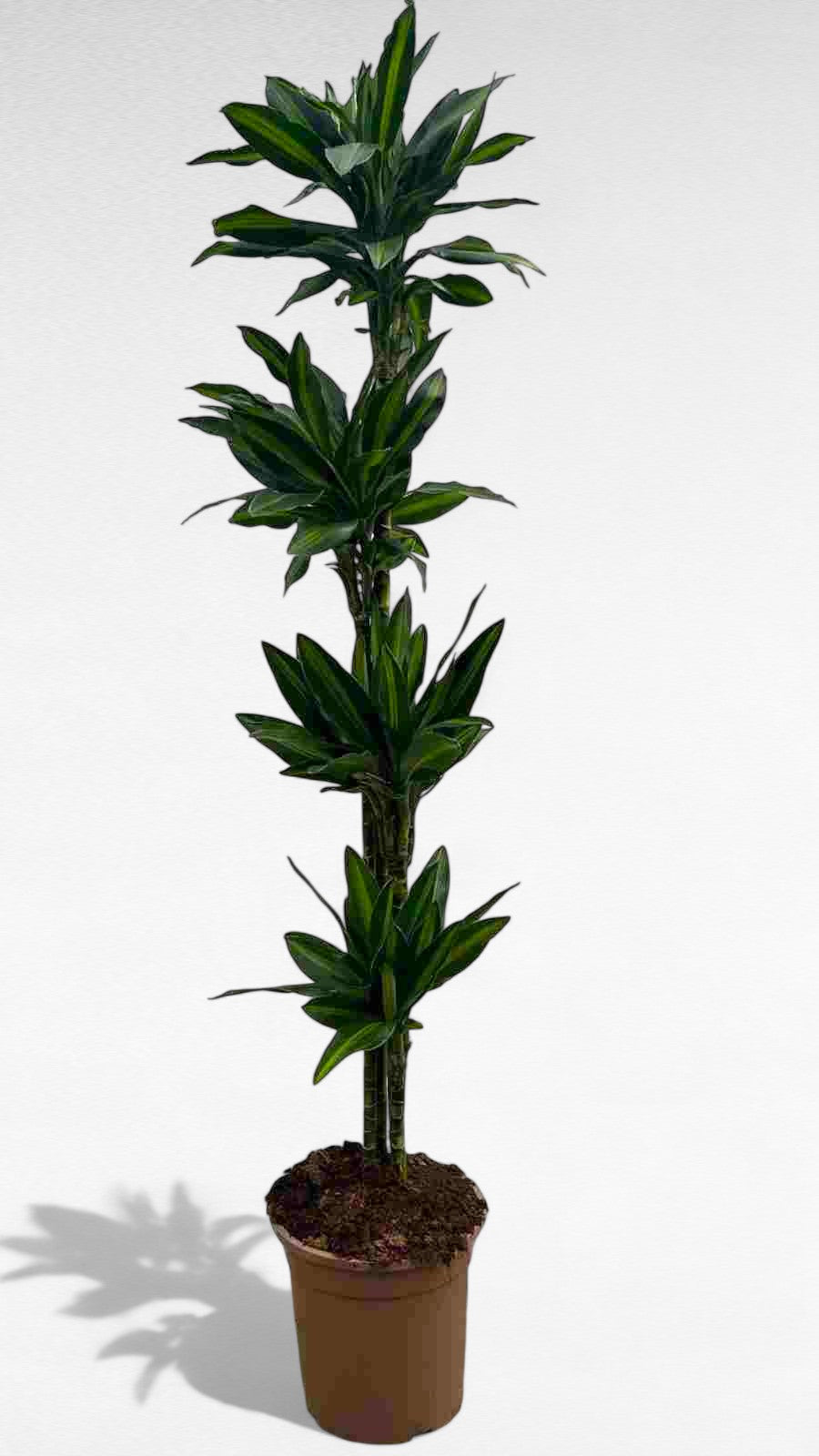 Dracaena Silindro stem 120.90.60.30 |  P.25cm H.140 cm