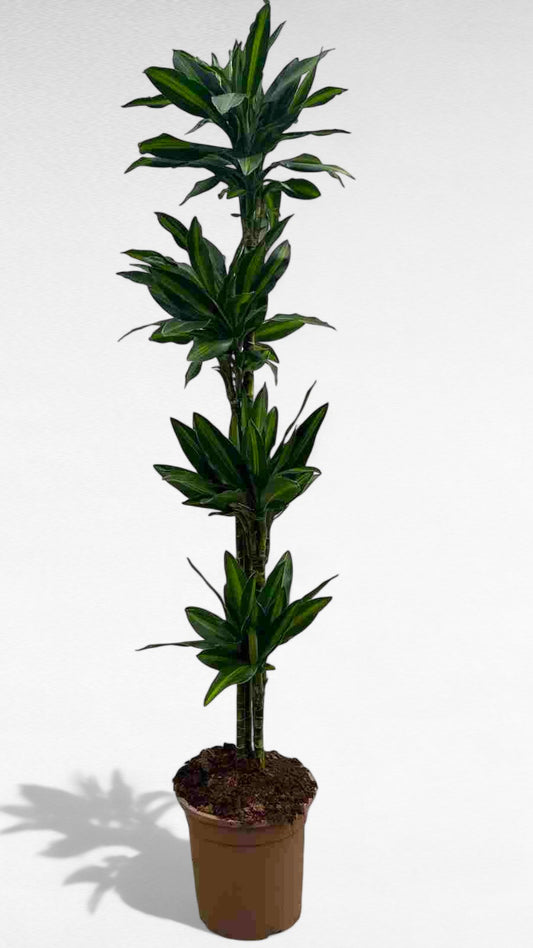 Dracaena Silindro stem 120.90.60.30 |  P.25cm H.140 cm
