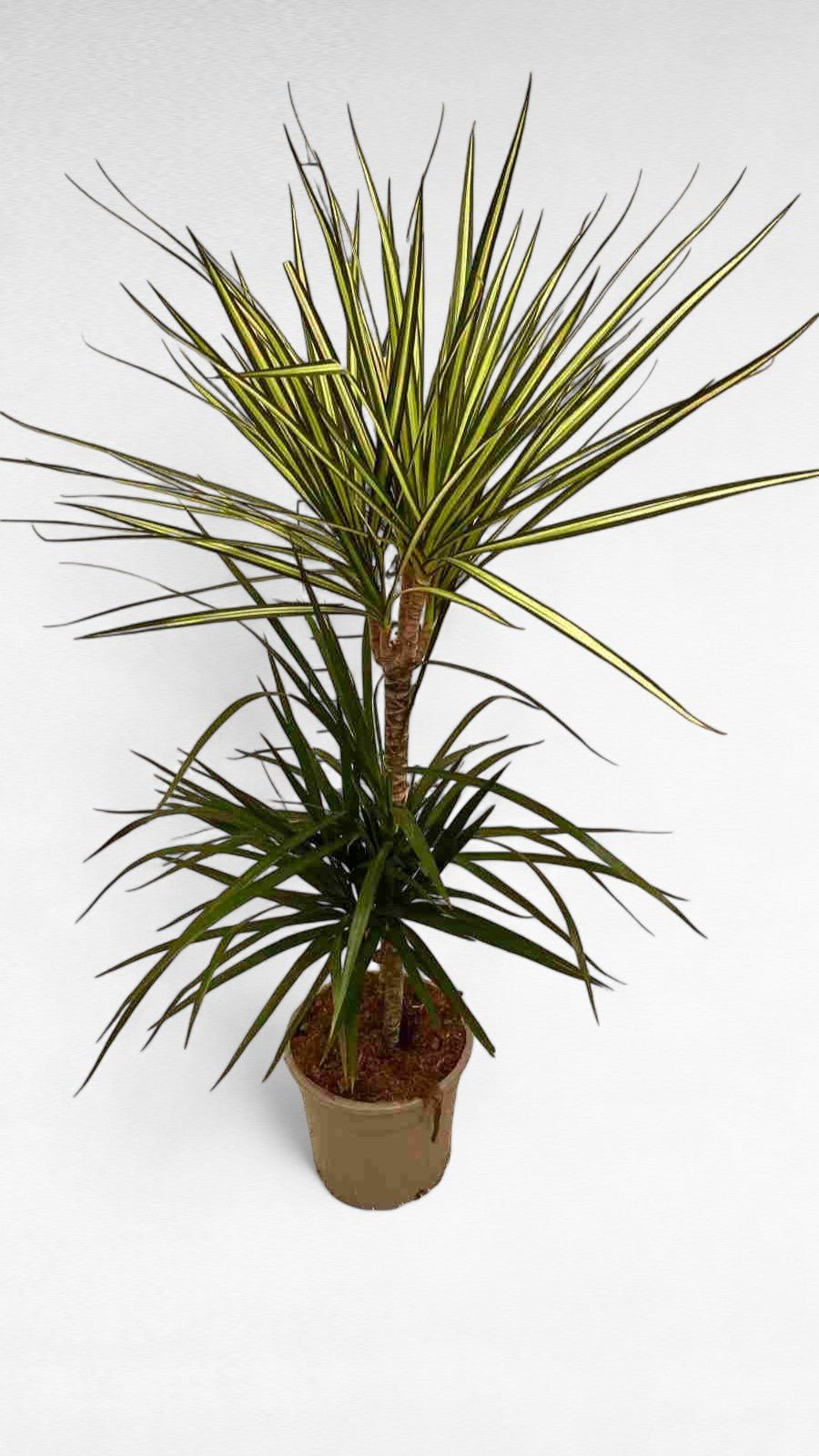 Dracaena Sunray Green stem 45.15 cm |  P.17cm H.60 cm