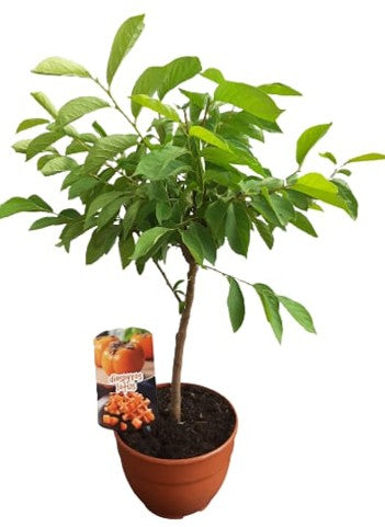 Dyospiros Kaki "Lotus" Mini Stem Bowl |  P.20cm -  H.50 cm