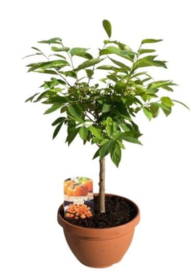 Dyospiros Kaki "Lotus" Mini Stem Bowl |  P.25cm -  H.50 cm