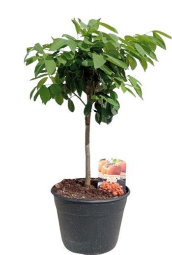 Dyospiros Kaki "Lotus" Mini Stem |  P.25cm -  H.80 cm