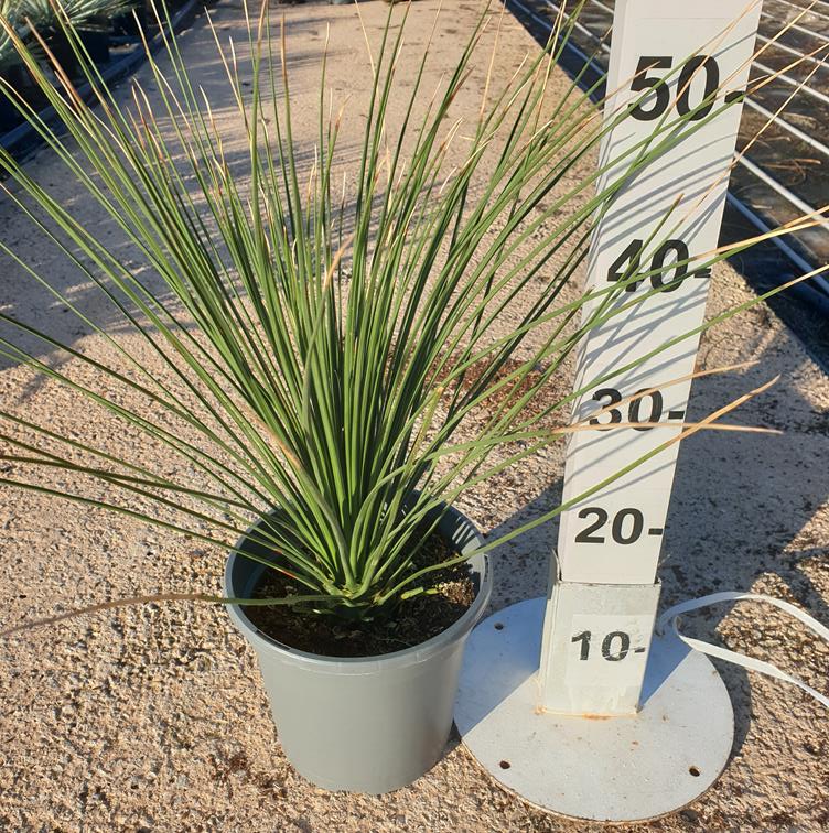 Dasylirion Longissimum |  P.20cm -  H.60 cm