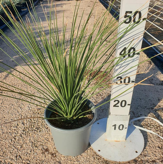 Dasylirion Longissimum |  P.20cm -  H.60 cm