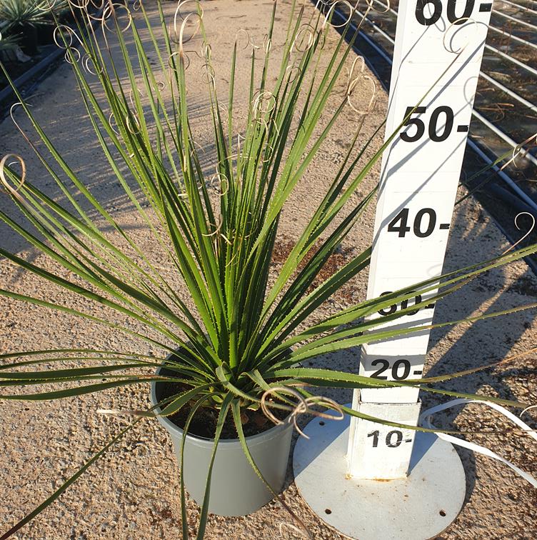 Dasylirion Serratifolium |  P.20cm -  H.50