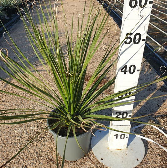 Dasylirion Serratifolium |  P.20cm -  H.50