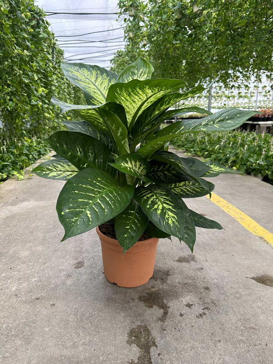 Dieffenbachi Tropic Snow |  P.30cm H.100 cm