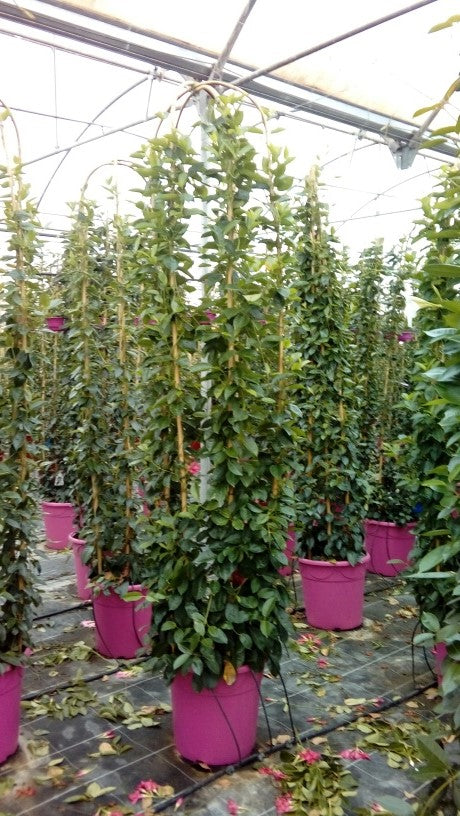 Dipladenia Vierdub Boog | Vierdub Bicolor |  P.41cm -  H.240 cm