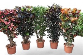 Codiaeum Variegatum in mix |  P.25cm -  H.80 cm